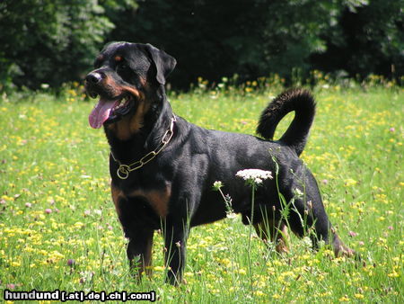 Rottweiler Hunde Foto 24257 in höherer Auflösung ansehen Rottweiler Benno von der Hansestadt Bremen