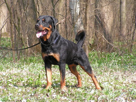 Rottweiler Hunde Foto 31359 in höherer Auflösung ansehen Rottweiler Benno von der Hansestadt Bremen