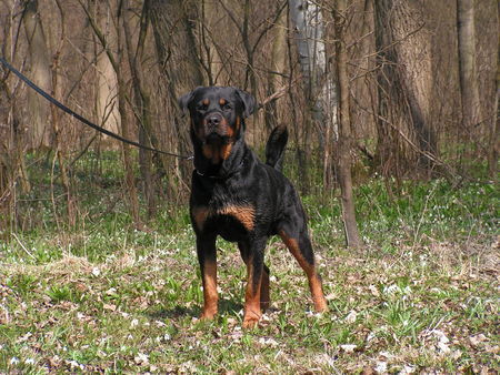 Rottweiler Hunde Foto 31358 in höherer Auflösung ansehen Rottweiler Benno von der Hansestadt Bremen