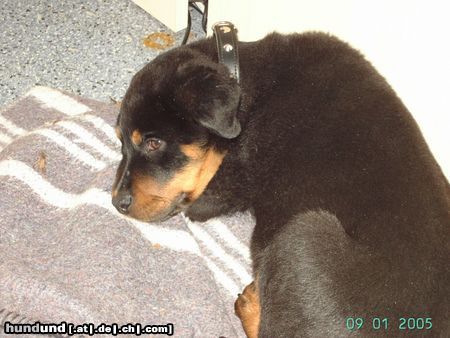 Rottweiler Hunde Foto 18078 in höherer Auflösung ansehen Rottweiler beine lady
