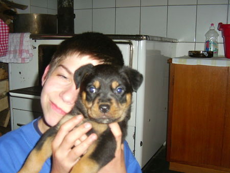 Rottweiler Apollo macht Pause