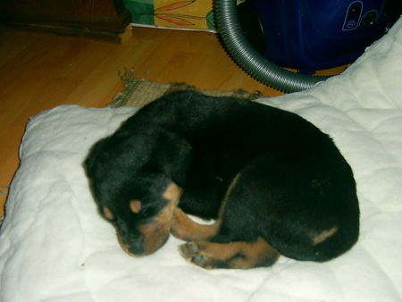 Rottweiler Apollo macht Pause