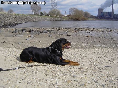 Rottweiler Hunde Foto 10400 Rottweiler Andra vom Bislicher Damm