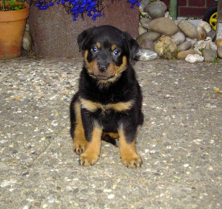 Rottweiler Hunde Foto 39911 in höherer Auflösung ansehen Rottweiler Kira