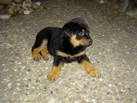 Rottweiler Hunde Foto 39912 in höherer Auflösung ansehen Rottweiler Nochmal Kira