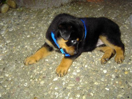 Rottweiler Hunde Foto 39913 in höherer Auflösung ansehen Rottweiler Das mag ich aber nicht