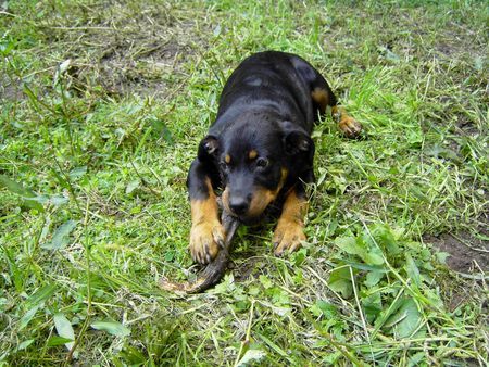 Rottweiler Hunde Foto 39917 in höherer Auflösung ansehen Rottweiler Kira mit 5 Monate