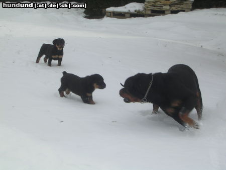 Rottweiler Cira Miss Carolina