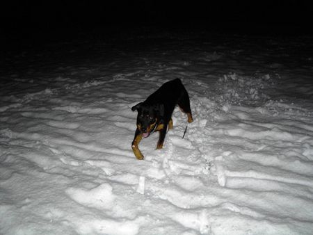Rottweiler Hunde Foto 39919 in höherer Auflösung ansehen Rottweiler Das macht Spass