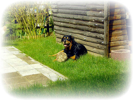 Rottweiler Hunde Foto 39906 in höherer Auflösung ansehen Rottweiler Rocco Ostern 2005