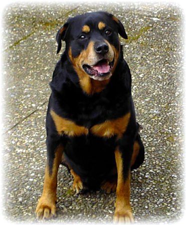 Rottweiler Hunde Foto 39908 in höherer Auflösung ansehen Rottweiler Nochmal Rocco