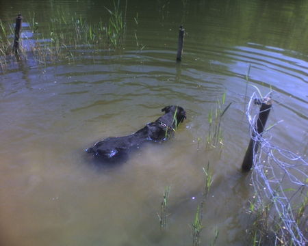 Rottweiler Jojo lernt schwimmen