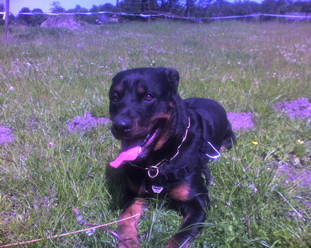 Rottweiler Hunde Foto 32212 in höherer Auflösung ansehen Rottweiler