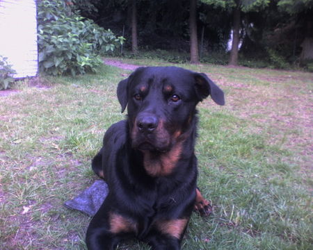 Rottweiler Jojo