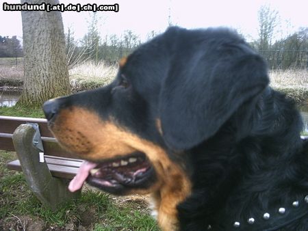 Rottweiler Hunde Foto 10838 Rottweiler
