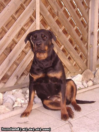 Rottweiler Hunde Foto 13890 Rottweiler Ronja - die Räubertochter