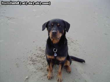 Rottweiler Rambo im Urlaub, an der Nordsee !