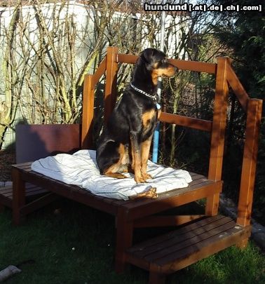 Rottweiler Hunde Foto 15242 Rottweiler Rambo, stolz auf seinem