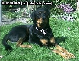 Rottweiler Hunde Foto 15240 in höherer Auflösung ansehen Rottweiler Unser Rotti-Mix Rambo ... Süß, oder ?