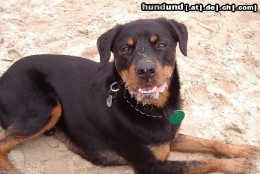 Rottweiler Hunde Foto 15243 Rottweiler Griiiiiiiiiiiiiiiiiiiiiiiins mal Rambo!