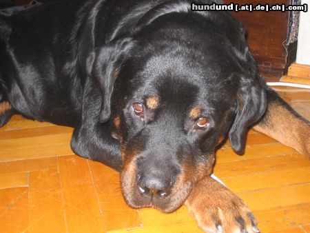 Rottweiler 0CH BIN MÜDE