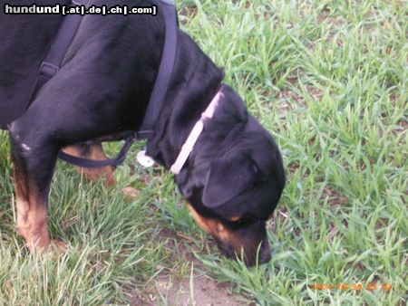Rottweiler Hunde Foto 18868 in höherer Auflösung ansehen Rottweiler