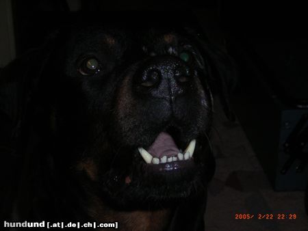 Rottweiler Hunde Foto 19375 in höherer Auflösung ansehen Rottweiler
