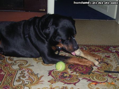 Rottweiler Hunde Foto 19373 in höherer Auflösung ansehen Rottweiler