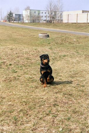 Rottweiler Hunde Foto 28409 in höherer Auflösung ansehen Rottweiler Hallo aus Chemnitz