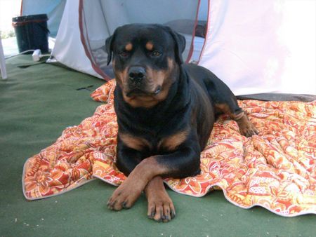 Rottweiler Hunde Foto 28408 in höherer Auflösung ansehen Rottweiler Hallo aus Chemnitz