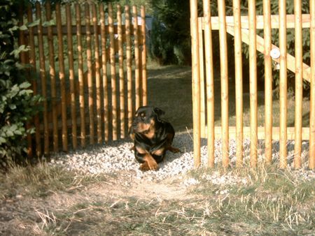Rottweiler Hunde Foto 28410 in höherer Auflösung ansehen Rottweiler Hallo aus Chemnitz
