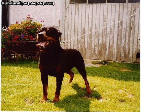 Rottweiler Hunde Foto 12828 Rottweiler