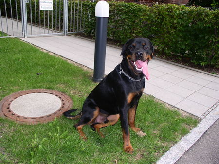 Rottweiler Hunde Foto 33879 Rottweiler Bruno 18 Mon