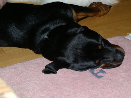 Rottweiler Hunde Foto 33880 Rottweiler Bruno 18 Mon