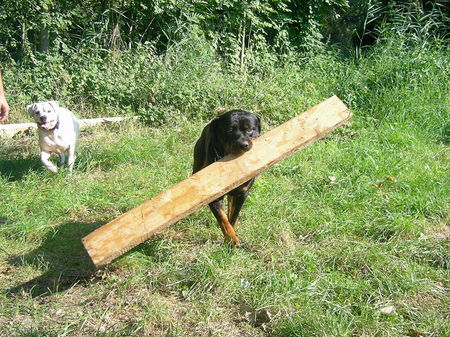 Rottweiler Hunde Foto 39616 in höherer Auflösung ansehen Rottweiler Apollo