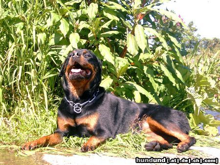 Rottweiler Hunde Foto 14240 Rottweiler Sonnenbad