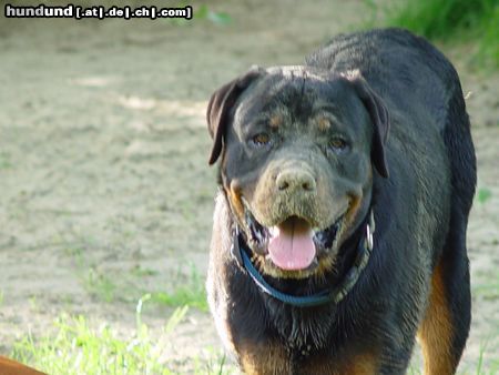 Rottweiler Hunde Foto 14864 in höherer Auflösung ansehen Rottweiler Tino, das Sandmonster aus Augsburg