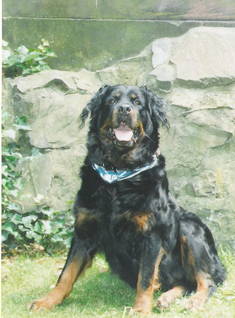 Rottweiler Hunde Foto 35442 in höherer Auflösung ansehen Rottweiler Bay