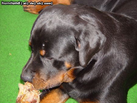 Rottweiler ich liebe meinen Knochen!