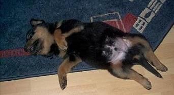 Rottweiler Seytan 7 wochen alt!  Hach ,ist das Bequem :)