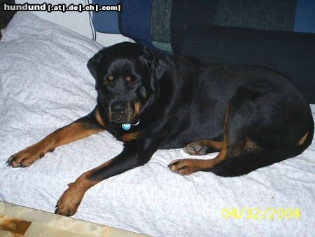 Rottweiler Hunde Foto 16987 Rottweiler Unsere Sheila