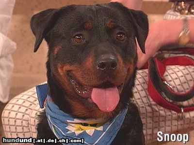 Rottweiler Hunde Foto 21449 Rottweiler Snoop im TV bei