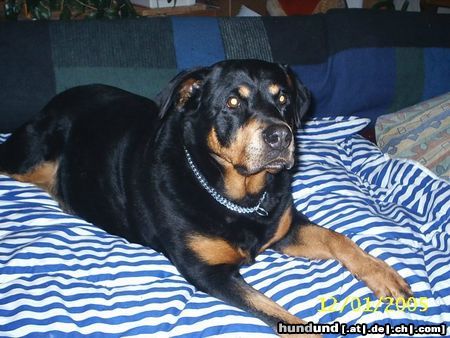Rottweiler Hunde Foto 18037 Rottweiler Sorajas Lieblingsplatz