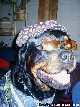 Rottweiler Hunde Foto 18036 Rottweiler Spike - Der Cooolman