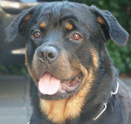Rottweiler isser süss