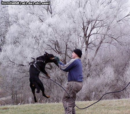 Rottweiler Hunde Foto 18773 Rottweiler Hikko Vombat fliegt :-)