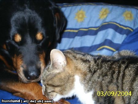 Rottweiler Hunde Foto 16154 Rottweiler Soraja + unsere Kampfkatze