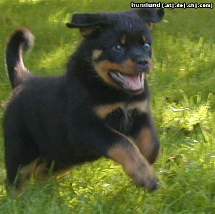 Rottweiler Hunde Foto 19013 Rottweiler smiley