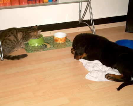 Rottweiler Hunde Foto 27985 Rottweiler Gibt die Katze mir wohl was ab?