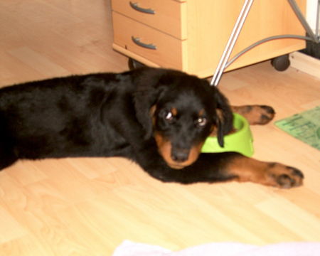 Rottweiler Hunde Foto 27991 Rottweiler Oh, oh...ich wurde erwischt...